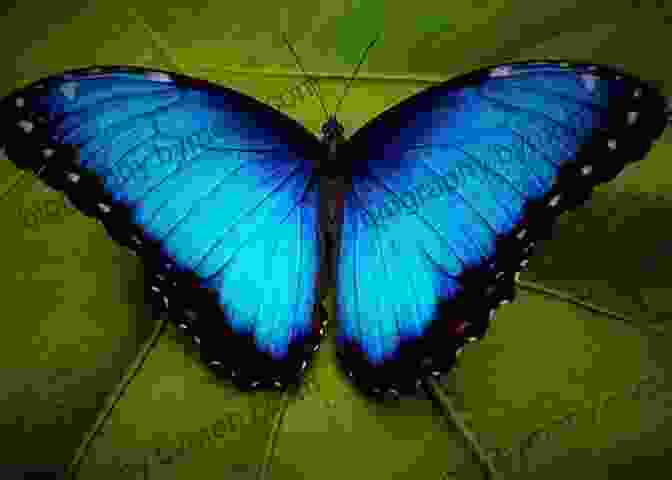 A Beautiful Butterfly With Vibrant Wings Little Ant And The Butterfly: (Moral: Appearances Can Be Deceiving) (Little Ant 1)