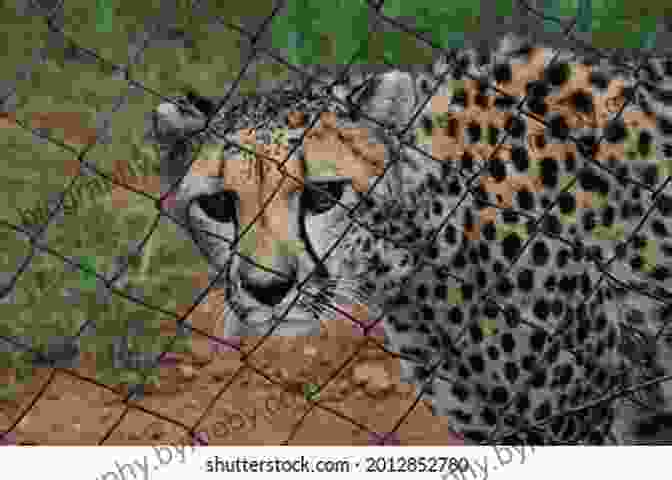 A Cheetah In A Fenced Enclosure National Geographic Readers: Cheetahs Arnold Lobel