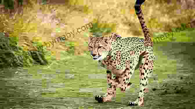 A Cheetah Running At High Speed National Geographic Readers: Cheetahs Arnold Lobel