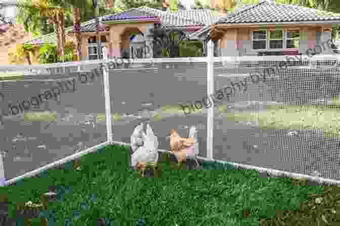 A Chicken Coop Protected By A Sturdy Fence Backyard Chickens: The 5 Biggest Mistakes I Made