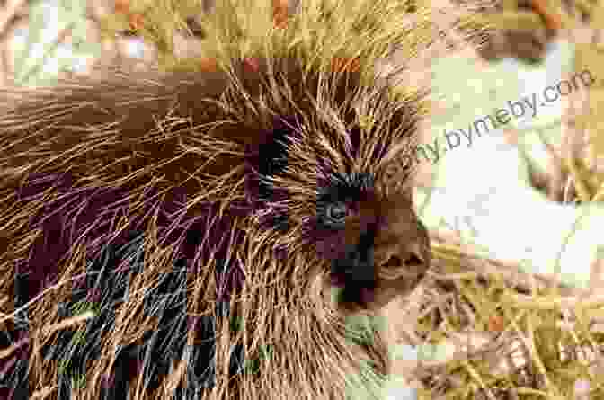 A Closeup Of A Porcupine's Quills Porcupine Quills To Needles (21st Century Junior Library: Tech From Nature)