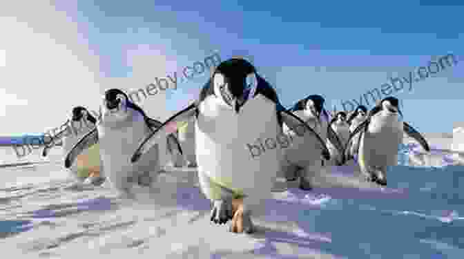 A Colony Of Playful Penguins Waddling On The Icy Shores Of Antarctica, Their Black And White Plumage Contrasting Against The Pristine White Background. How To Visit Antarctica: The Adventure Of Your Life On The White Continent