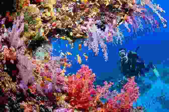 A Diver Surrounded By A Vibrant Coral Reef, Showcasing The Underwater World's Awe Inspiring Beauty SWIMMING IN OPEN WATER: The Physiology You Need To Know To Stay Alive When Getting In Over Your Head