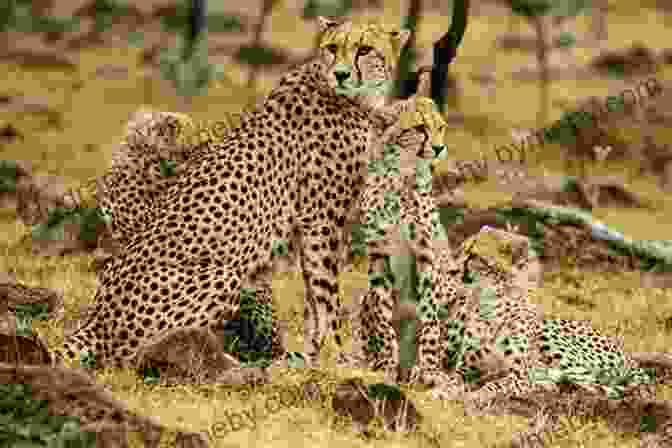 A Group Of Cheetahs Resting Together National Geographic Readers: Cheetahs Arnold Lobel