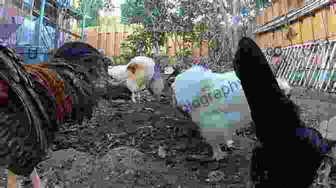 A Group Of Chickens Clucking And Scratching In A Backyard Fowl Language: The Struggle Is Real