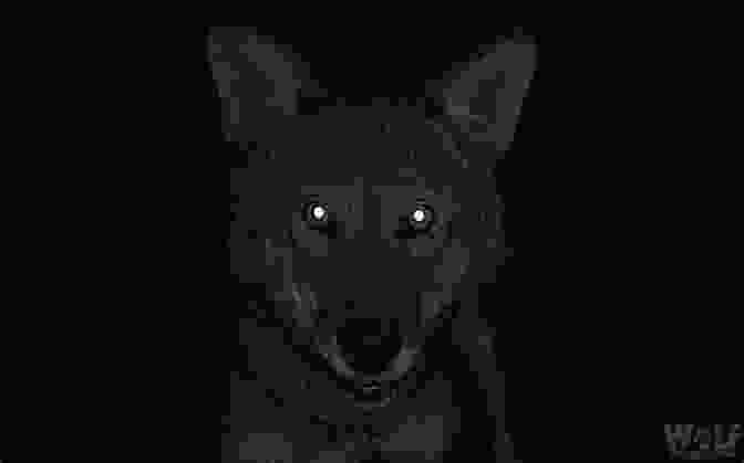 A Haunting Image Of A Wolf With Glowing Red Eyes, Representing The Sinister Nature Of The Book. Loki Wolf (Northern Frights 3)