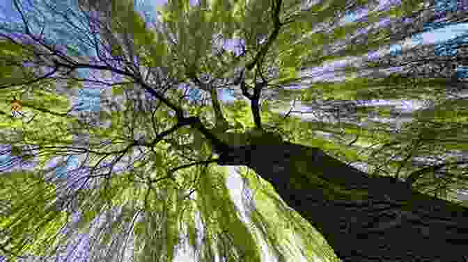 A Majestic Willow Tree, Its Branches Reaching Up To The Sky Amon S Adventure: A Family Story For Easter