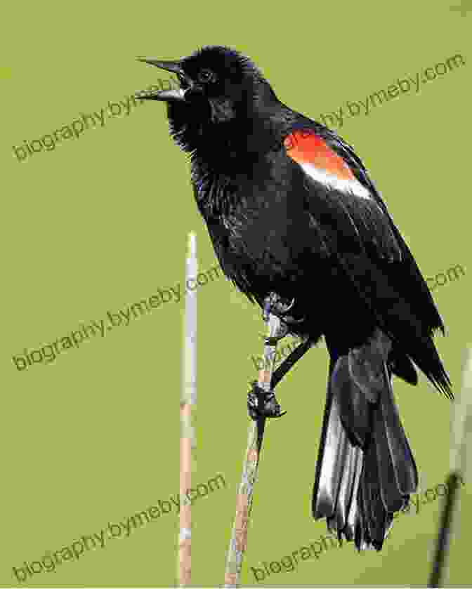 A Male Redwing Blackbird Perches On A Cattail Stalk, Its Bright Red Epaulets Flared. Song Of The Redwing: Voice Of The Wetlands