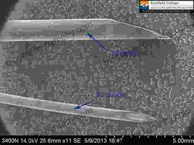 A Scanning Electron Microscope Image Of A Needle Tip Porcupine Quills To Needles (21st Century Junior Library: Tech From Nature)