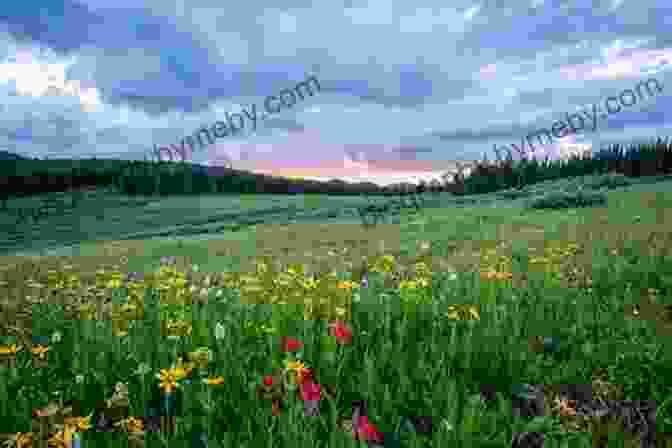 A Sweeping View Of A Vast Prairie Landscape, With Rolling Hills And Wildflowers. Peculiar Lessons: How Nature And The Material World Shaped A Prairie Childhood