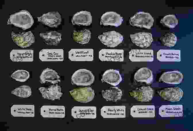 A Visual Guide To Different Oyster Varieties, Showcasing Their Distinct Shapes And Colors A Geography Of Oysters: The Connoisseur S Guide To Oyster Eating In North America