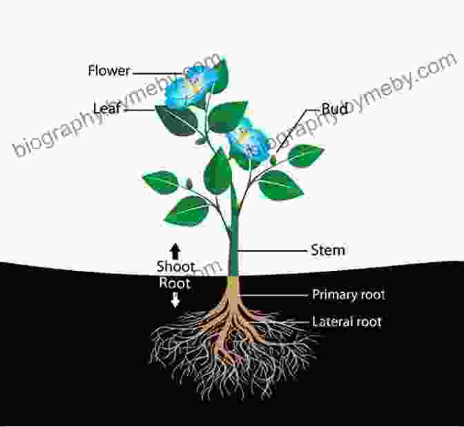 Diagram Illustrating The Anatomical Features Of A Flowering Plant, Including Roots, Stem, Leaves, Flowers, And Fruits Understanding The Flowering Plants: A Practical Guide For Botanical Illustrators