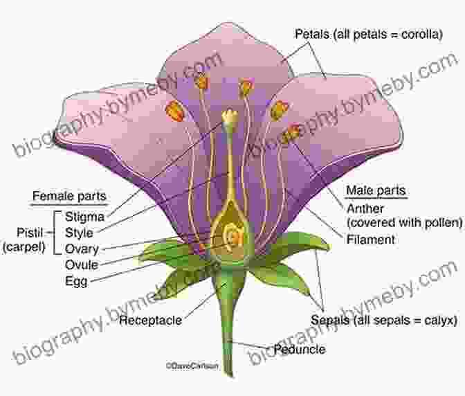 Diagram Illustrating The Reproductive Structures Of A Flowering Plant, Including Sepals, Petals, Stamens, And Pistils Understanding The Flowering Plants: A Practical Guide For Botanical Illustrators