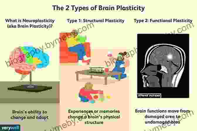 Diagram Of Neuroplasticity In The Brain Train Your Mind Change Your Brain: How A New Science Reveals Our Extraordinary Potential To Transform Ourselves