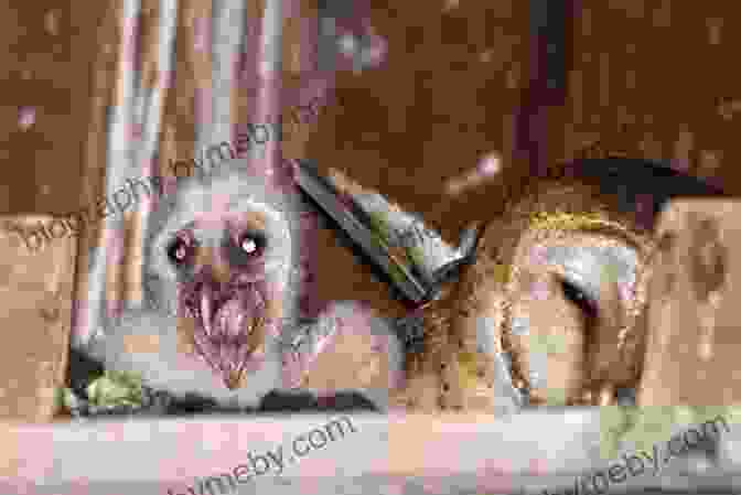 Eva And Her Baby Barn Owl, Lou, Cuddled Up In A Nest Eva S New Pet: A Branches (Owl Diaries #15)