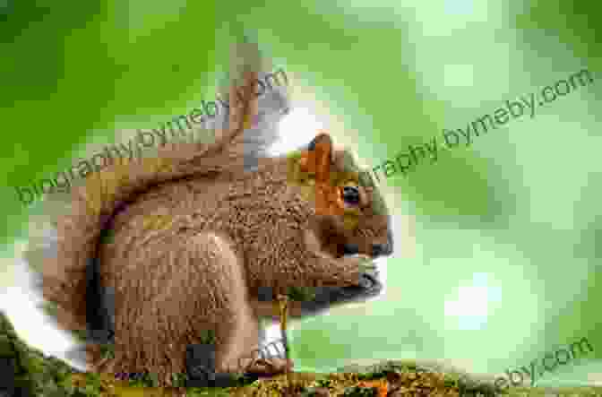 Frisky Squirrel Sitting On A Branch, Looking Up At The Sky The Tale Of Frisky Squirrel