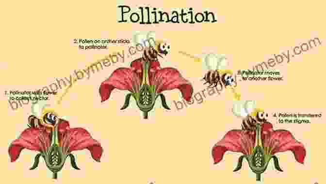 Image Depicting The Diverse Ecological Roles Of Flowering Plants, Including Pollination, Food Provision, And Habitat Creation Understanding The Flowering Plants: A Practical Guide For Botanical Illustrators