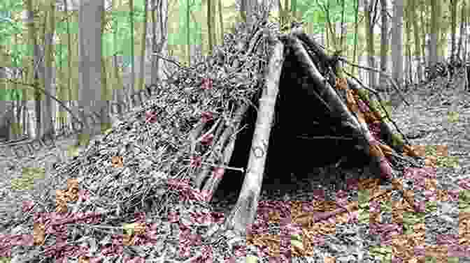 Image Of A Person Building A Wilderness Shelter Wild Plants And Survival Lore: Secrets Of The Forest