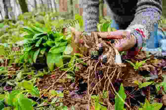 Image Of A Person Foraging For Wild Plants In A Forest Wild Plants And Survival Lore: Secrets Of The Forest