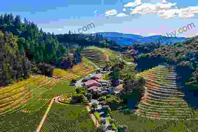 Panoramic View Of Napa Valley's Picturesque Vineyards And Rolling Hills Napa: The Story Of An American Eden