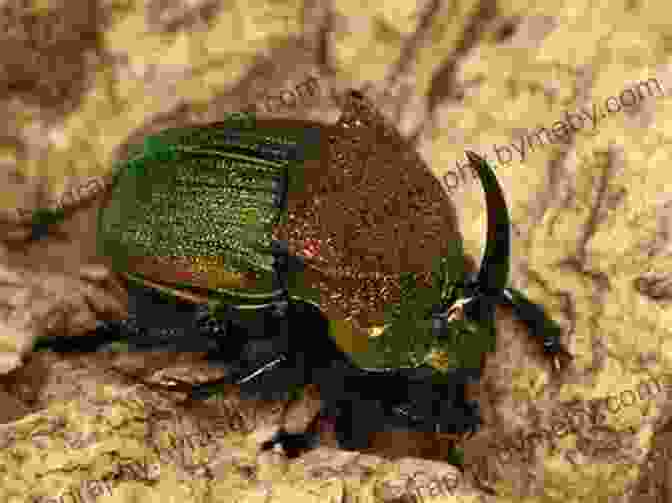 Scarab Beetle, A Playful And Informative Companion Hug A Bug Travels To Egypt Anna M Church