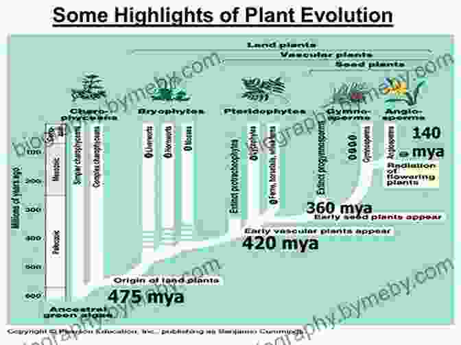 Timeline Illustrating The Evolutionary Milestones In The Development Of Flowering Plants Understanding The Flowering Plants: A Practical Guide For Botanical Illustrators